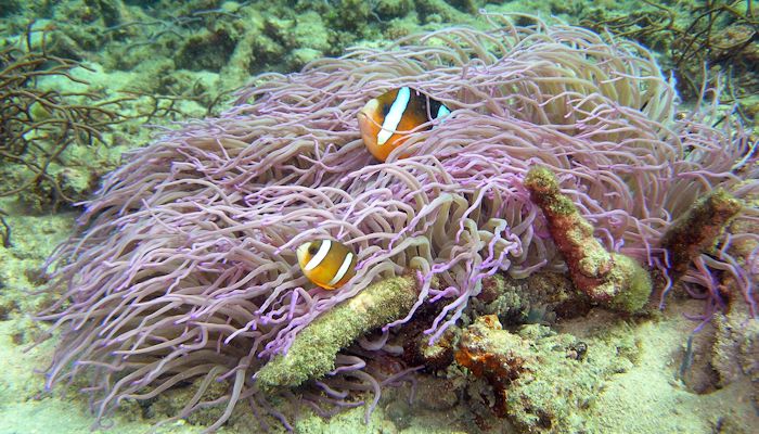 Clownfish in a Purple Anemone